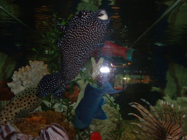 DSCF0084.JPG