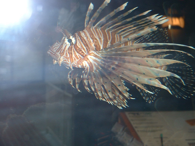 DSCF0085.JPG