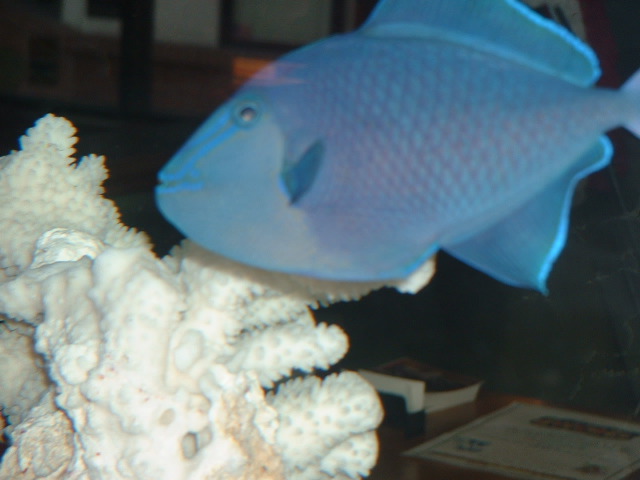 DSCF0087.JPG